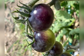 Tomate
