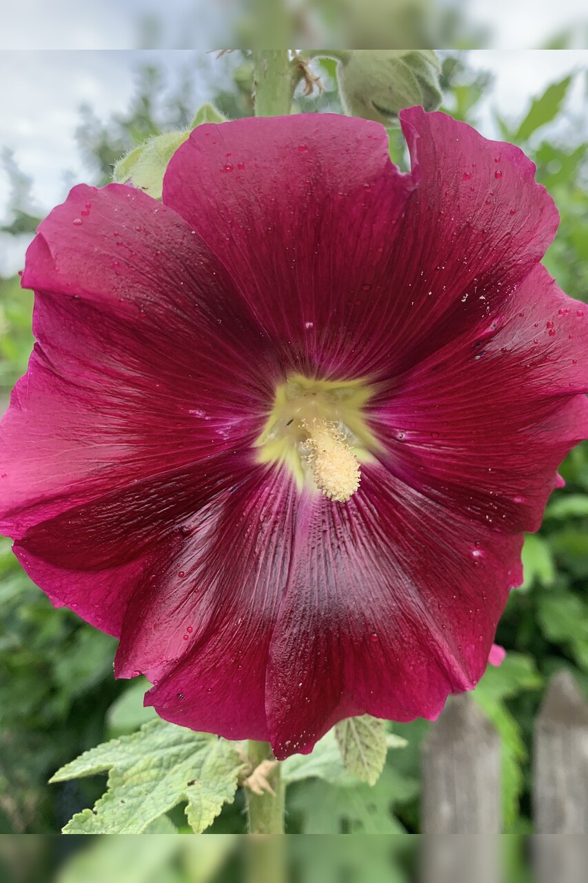 Stockrose "rot" - BIO-Stockrosensamen [samenfest]