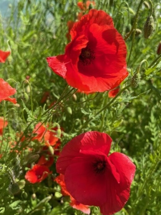 "Klatschmohn" - BIO-Blumensamen [samenfest]