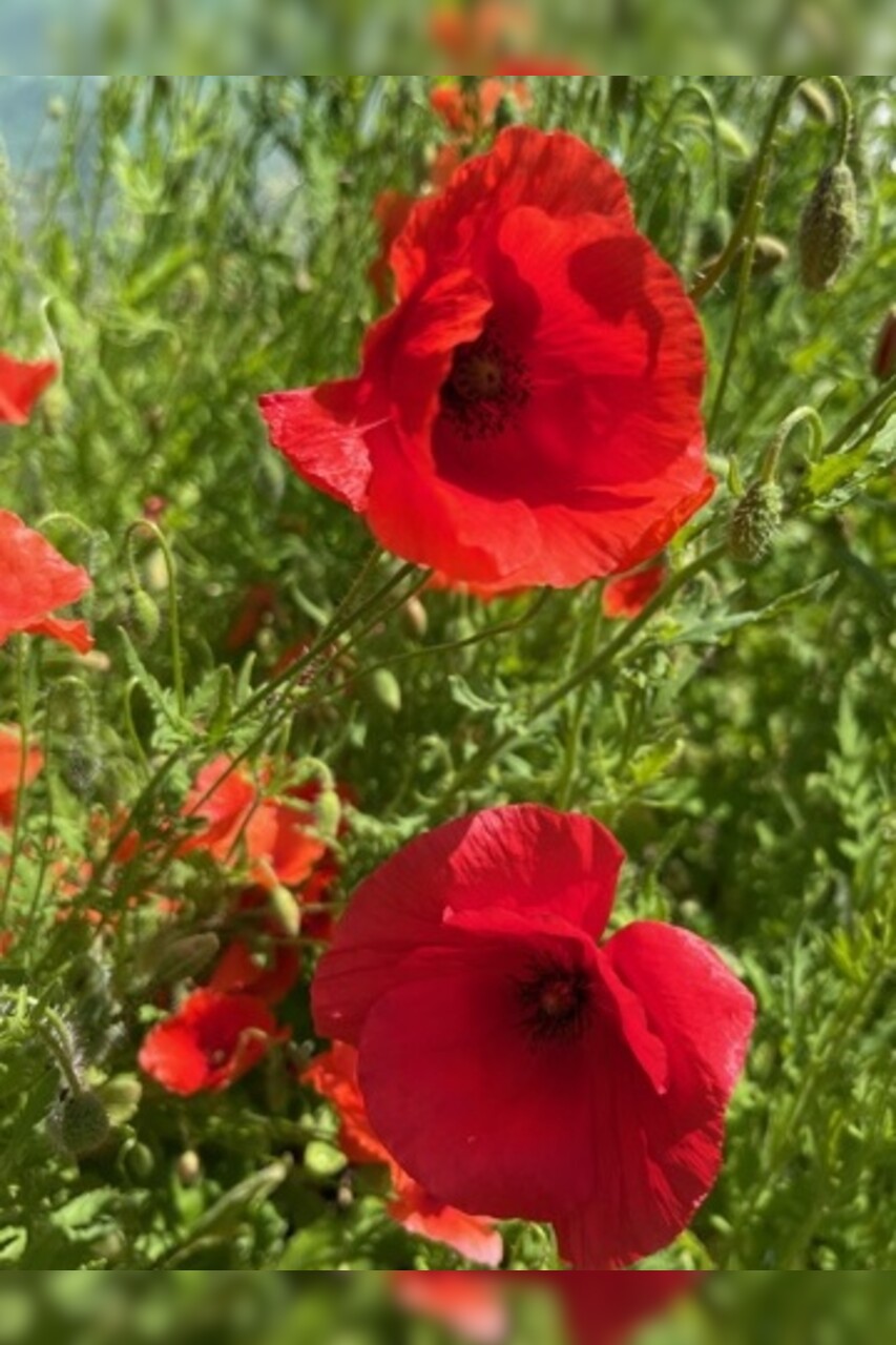 "Klatschmohn" - BIO-Blumensamen [samenfest]