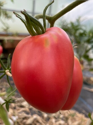 Tomate "Ochsenherz" - BIO-Tomatensorte [samenfest]