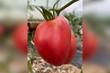 Tomate "Ochsenherz" - BIO-Tomatensorte [samenfest]