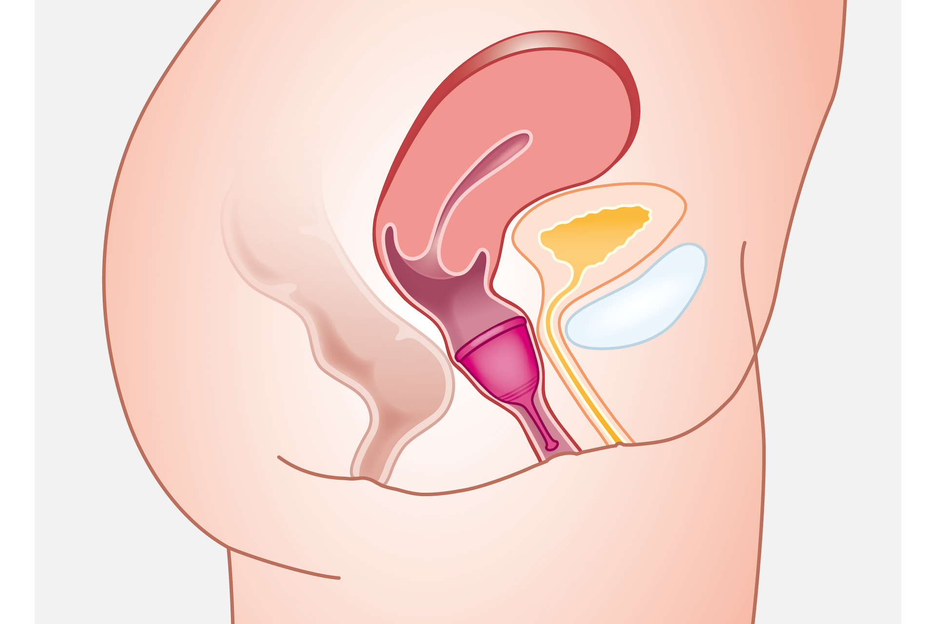 Tulipa Menstruationstasse Größe 2