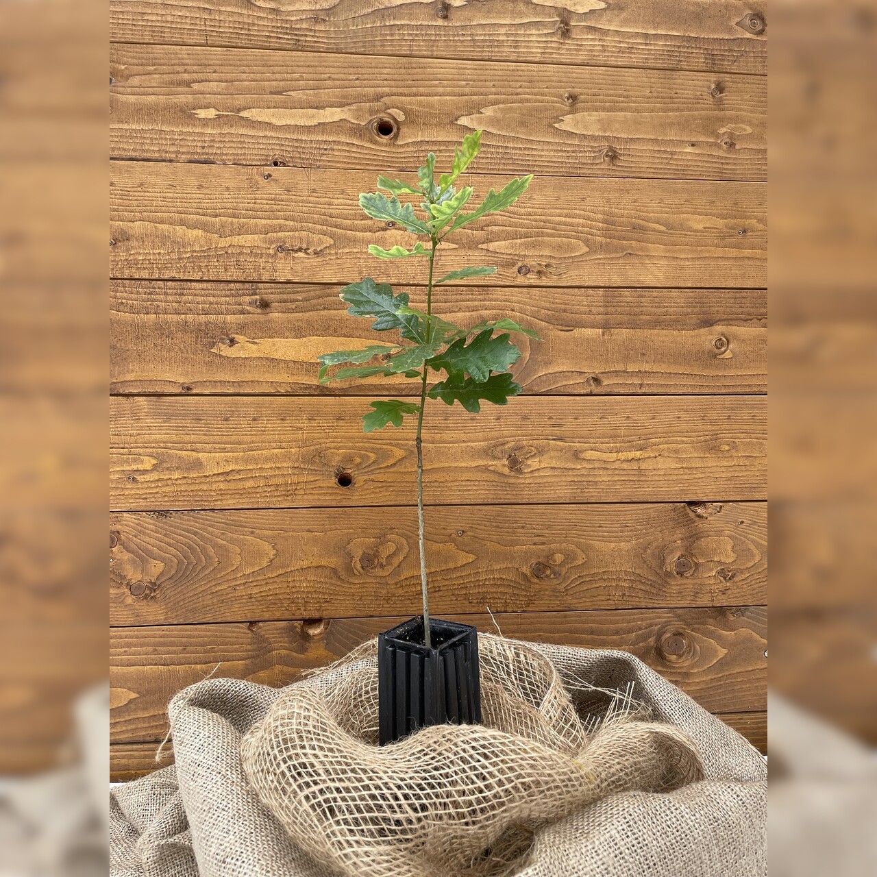 Trüffelbaum "Stieleiche"