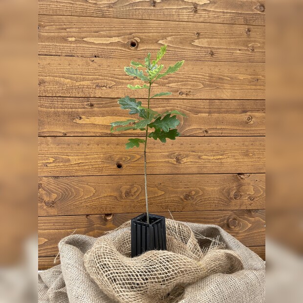 Trüffelbaum "Stieleiche"