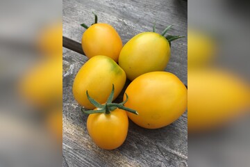 Tomate "De Berao gelb" - BIO-Tomatensorte [samenfest]