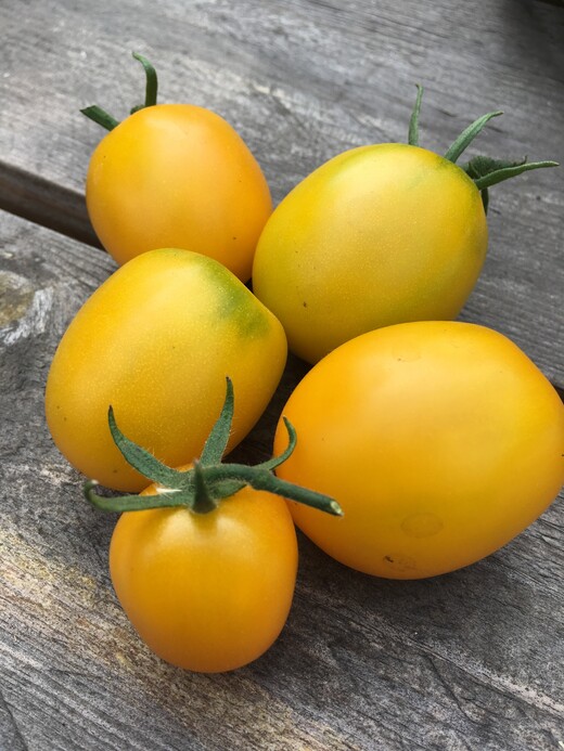 Tomate "De Berao gelb" - BIO-Tomatensorte [samenfest]