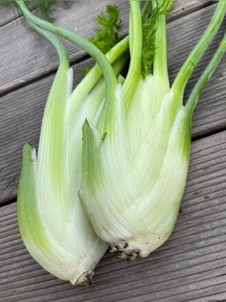 Knollenfenchel Samen "Selma" (samenfestes & BIO)