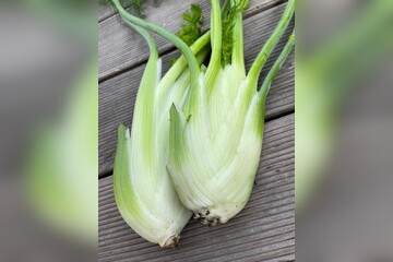 Knollenfenchel Samen "Selma" (samenfestes & BIO)