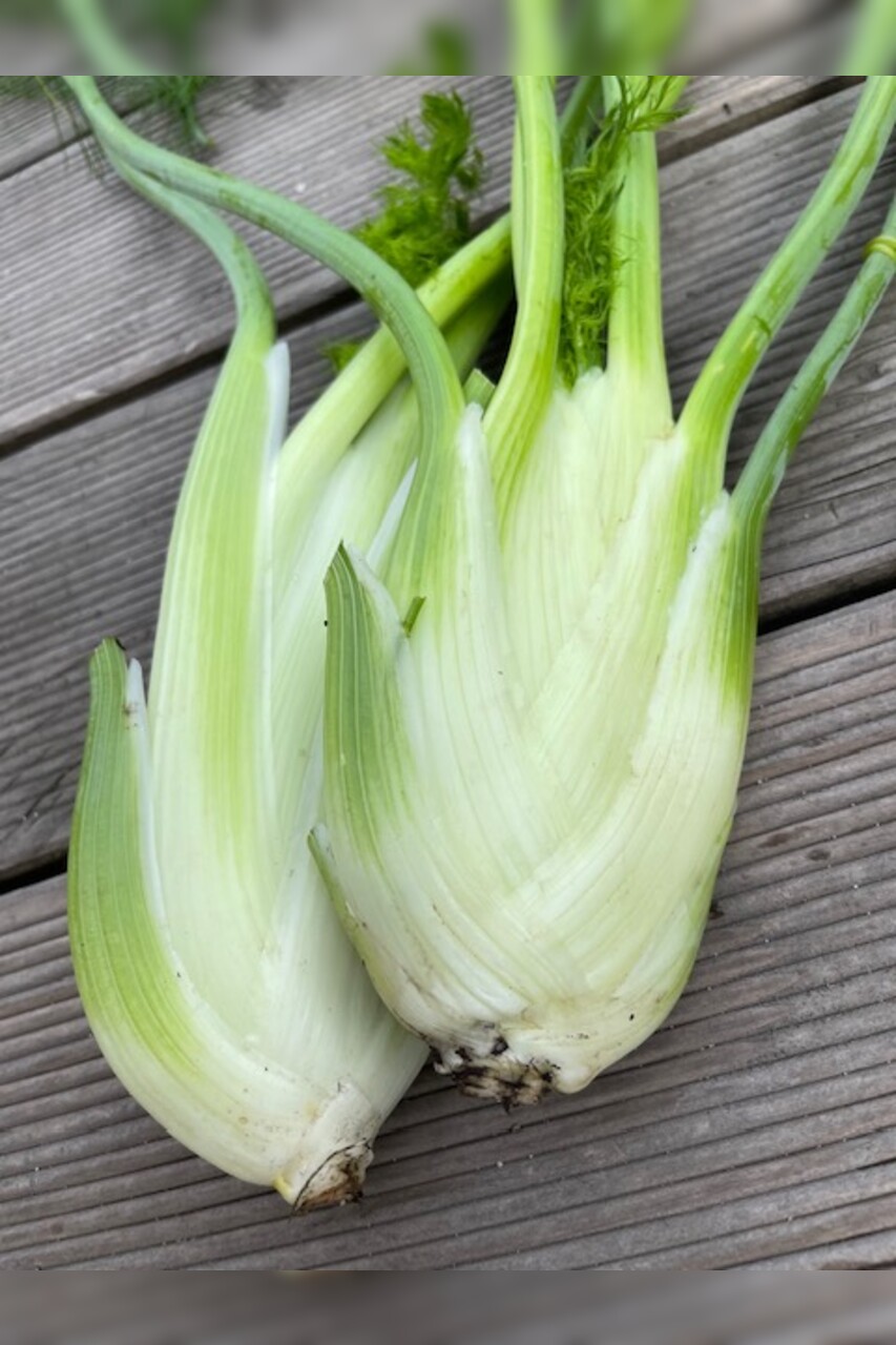 Knollenfenchel Samen "Selma" (samenfestes & BIO)