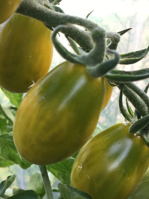 Tomate "Green Pear" - BIO-Tomatesorte [samenfest]