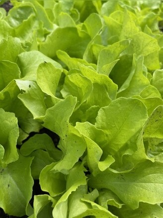 Schnitt- & Pflücksalat "Buttersalat" - BIO-Sorte [samenfest]