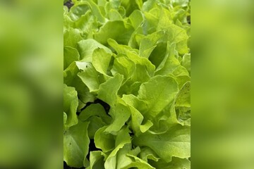 Schnitt- & Pflücksalat "Buttersalat" - BIO-Sorte [samenfest]