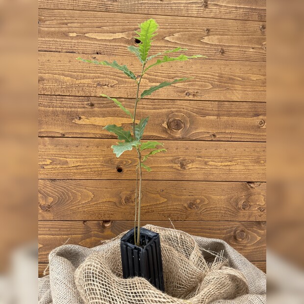 Trüffelbaum "Zerreiche"
