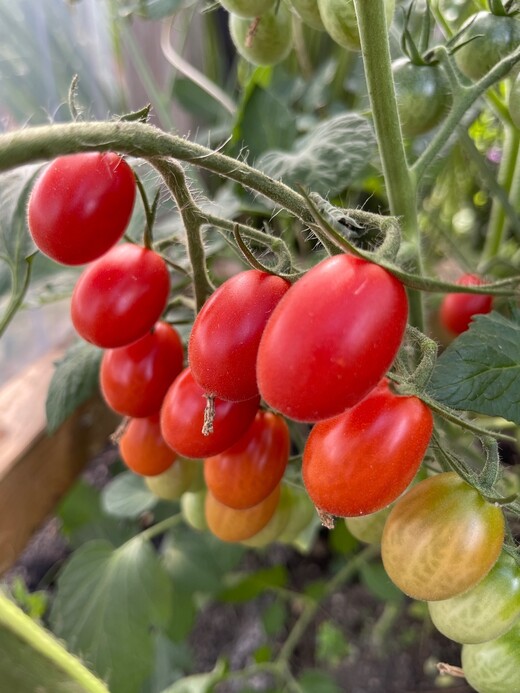 Tomate „Mini San Marzano“ - BIO-Tomatensorte [samenfest]