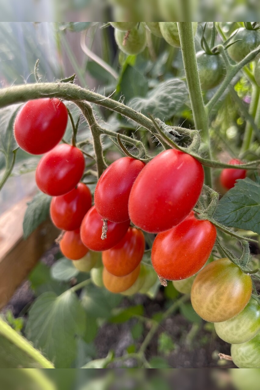 Tomate „Mini San Marzano“ - BIO-Tomatensorte [samenfest]