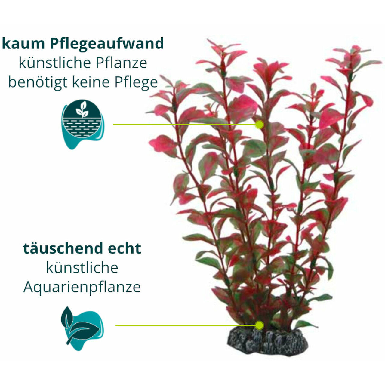 Hobby Ludwigia