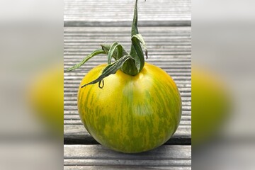 Tomate "Green Zebra" - BIO-Tomatensorte [samenfest]