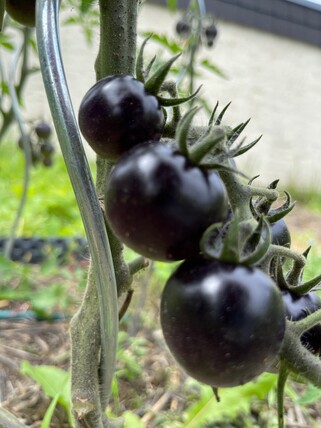 schwarze Tomate "Dancing with Smurfs" - Tomatensamen (samenfest)