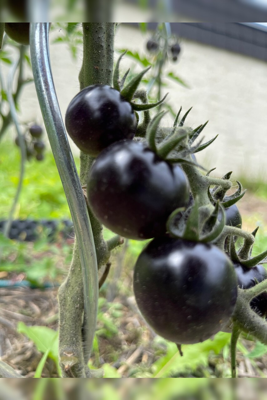 Tomate "Dancing with Smurfs" - BIO-Tomatensorte [samenfest]