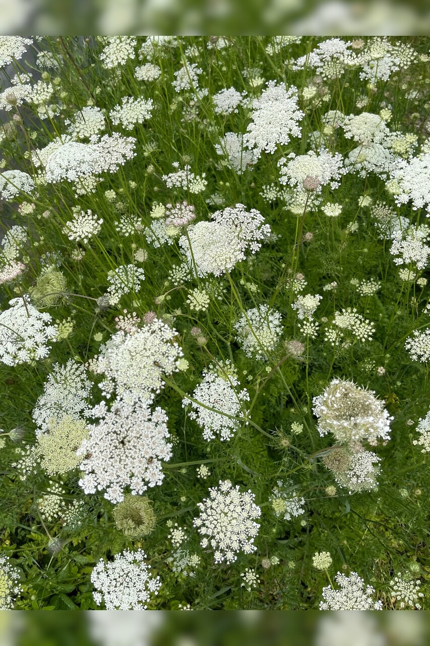 "wilde Möhre" - BIO-Blumensamen [samenfest]