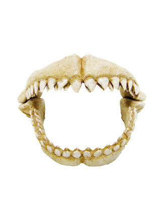 Amtra Denti De Squalo S
