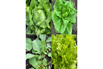 Gemüsesamen Set „Gartensalat“ - 4 BIO-Sorten [samenfest]