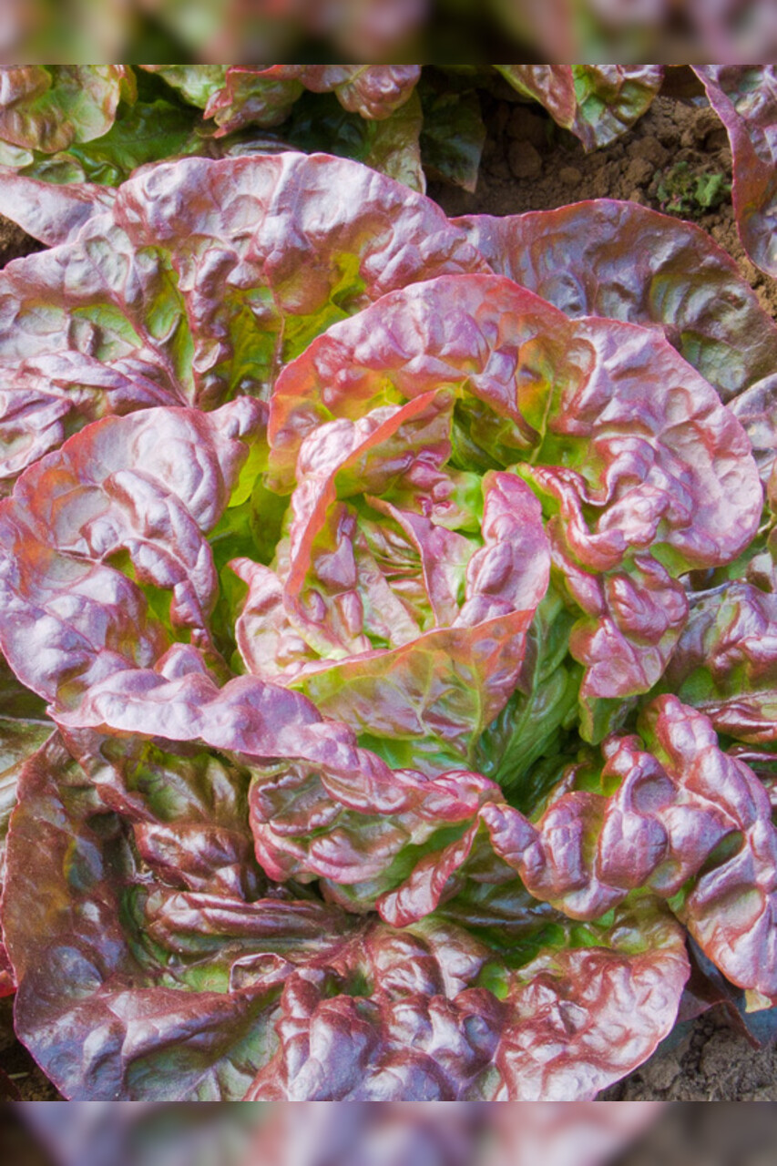 roter Kopfsalat "Merveille des quatre saisons" - BIO-Salatsamen (samenfest)