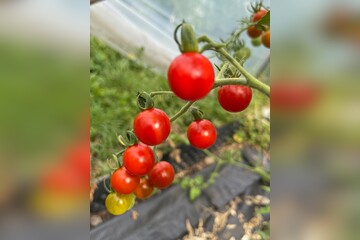 Tomate "Dicks Cherry" - BIO-Tomatensorte [samenfest]