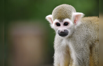 Fotokurs mit Fototour: Zoo