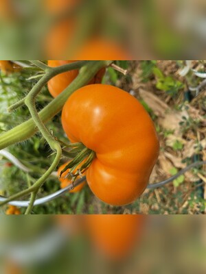 Tomate