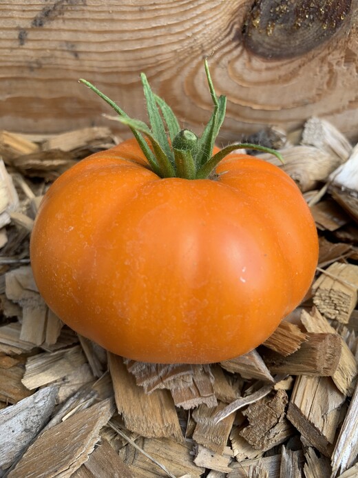 Tomate "Orange Queen" - BIO-Tomatensorte [samenfest]