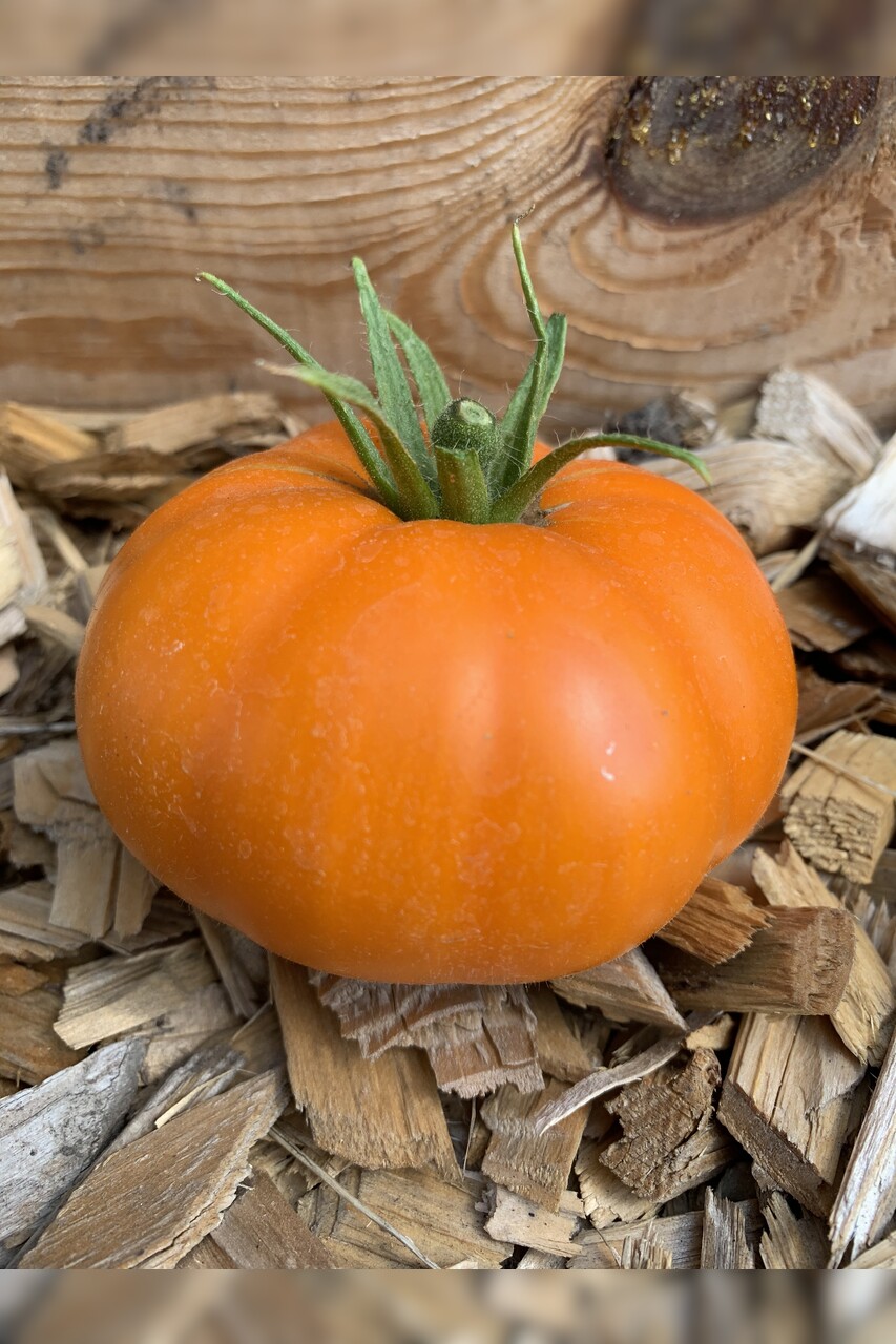Tomate "Orange Queen" - BIO-Tomatensorte [samenfest]