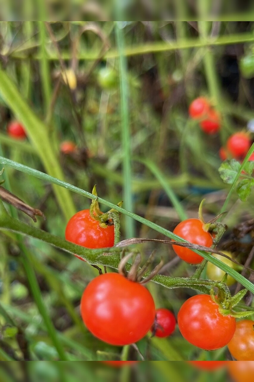 Tomate "Johannisbeertomate" - BIO-Tomatensorte (samenfest)