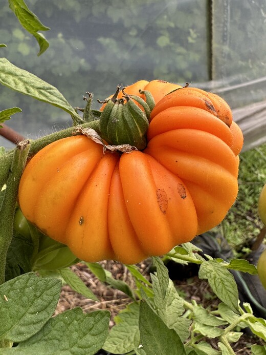 Tomate "Accordion Orange" - BIO-Tomatensorte [samenfest]