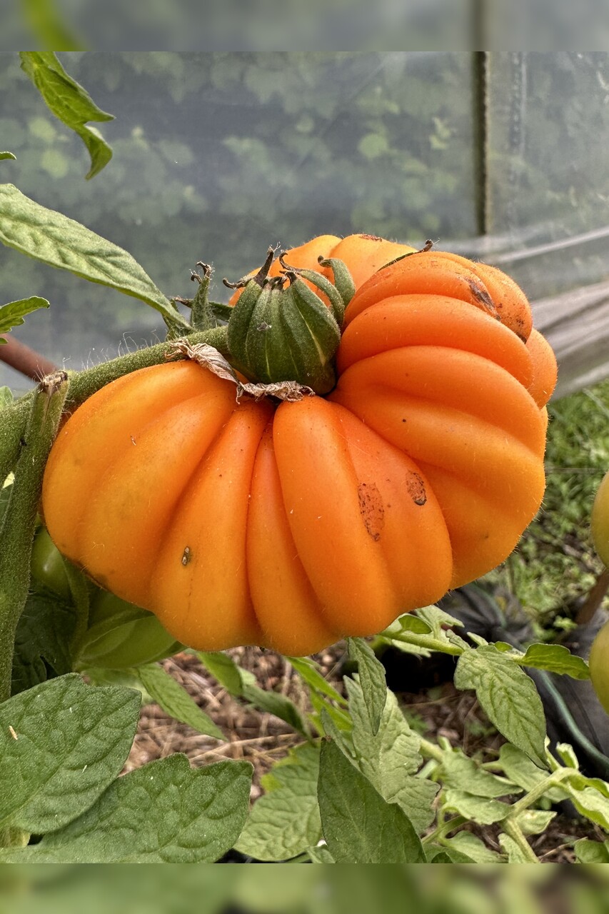 Tomate "Accordion Orange" - BIO-Tomatensorte [samenfest]