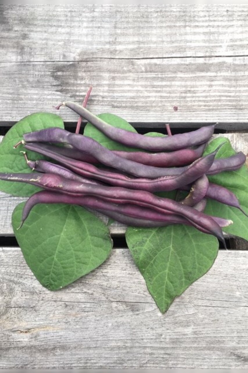 Stangenbohnen "Blauhilde" (samenfest & BIO)