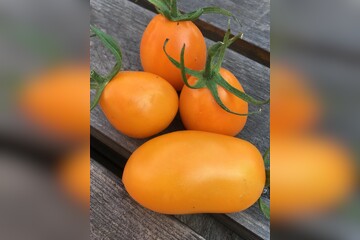 Tomate "Fonarik" - BIO-Tomatensorte [samenfest]