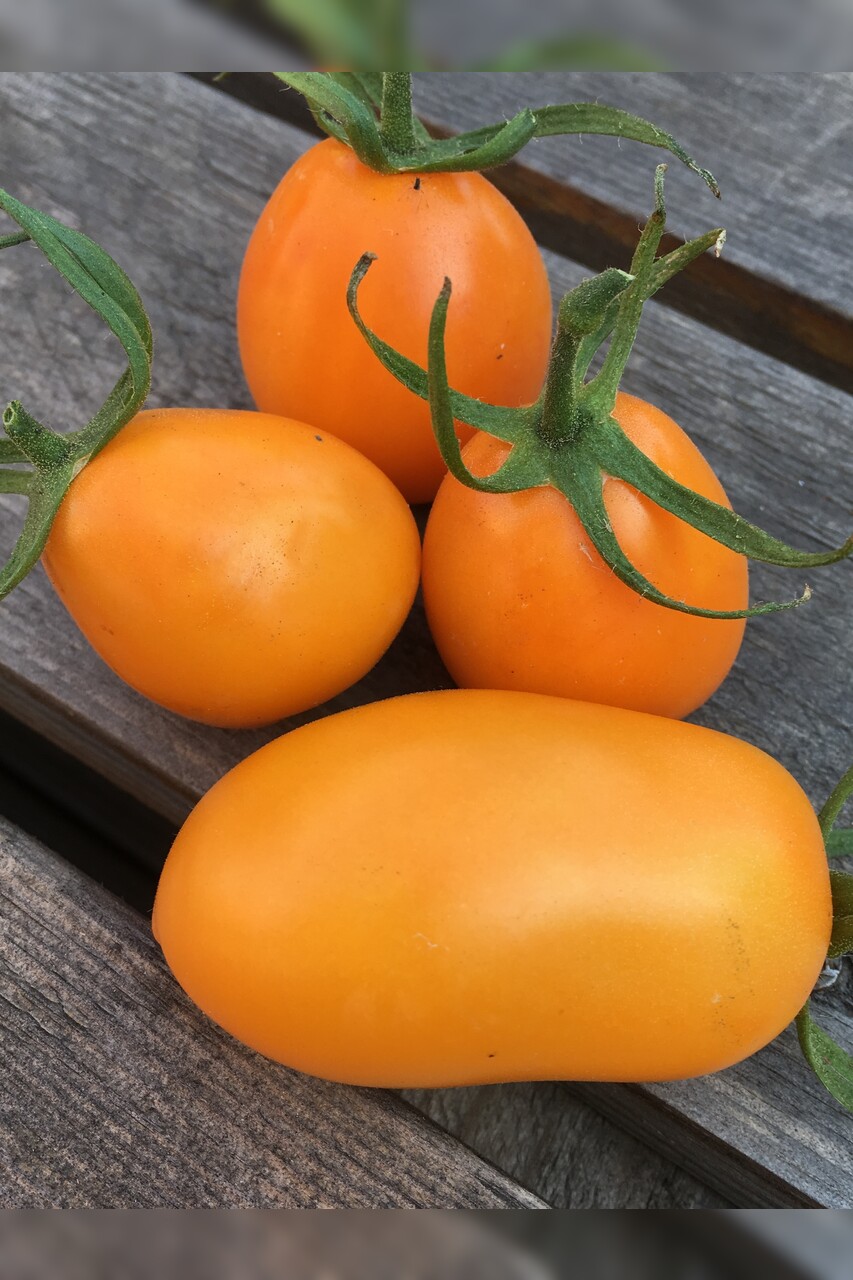 Tomate "Fonarik" - BIO-Tomatensorte [samenfest]