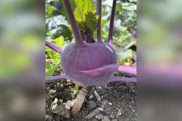 Lila Kohlrabi "Azur Star" - BIO-Samen (samenfest & BIO)