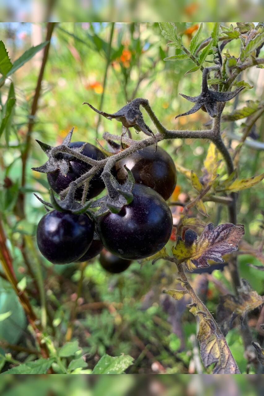 Tomate "Dancing with Smurfs" - BIO-Tomatensorte [samenfest]