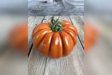 Tomate "Fleur de Reagir" - BIO-Tomatensorte [samenfest]