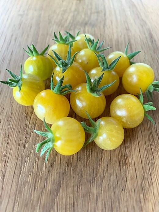 Tomate "Bianca" - BIO-Tomatensorte [samenfest]