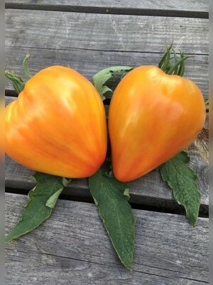 Tomate