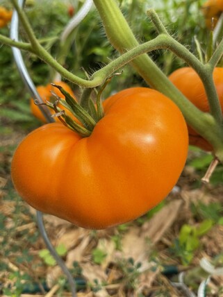 Tomate "Orange Queen" - Tomatensamen (samenfest)