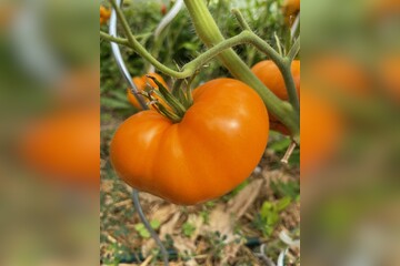 Tomate "Orange Queen" - BIO-Tomatensorte [samenfest]