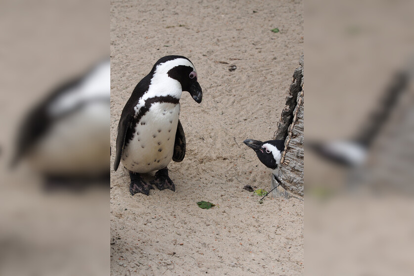 Fotokurs mit Fototour: Allwetter-Zoo