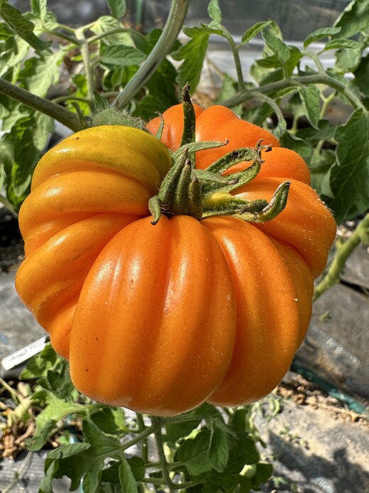 Tomate "Accordion Orange" - BIO-Tomatensorte [samenfest]