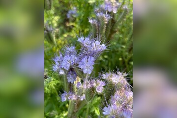 "Phacelia" -BIO-Blumensamen [samenfest]