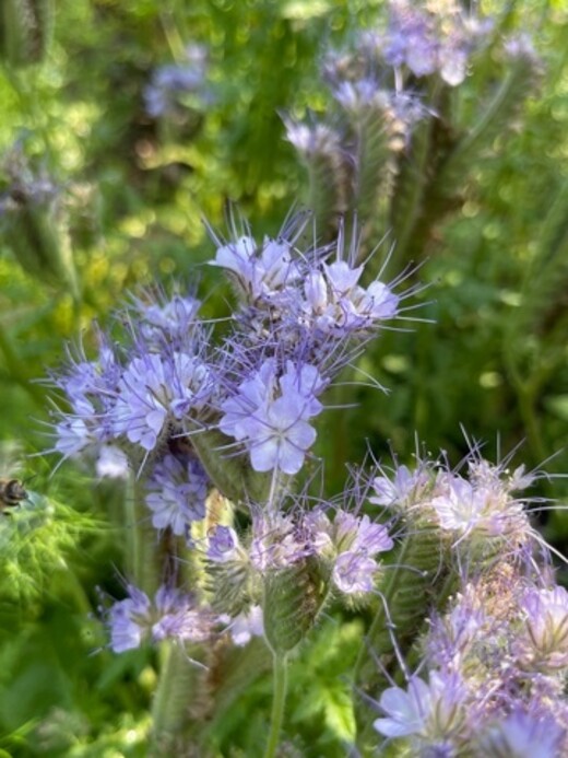 "Phacelia" -BIO-Blumensamen [samenfest]